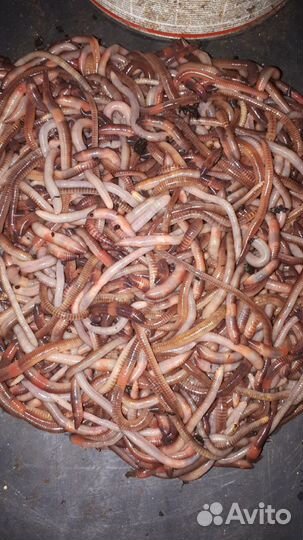 Червь для рыбалки дендробена-опт и розница