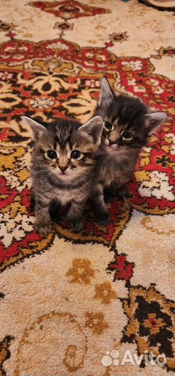 Котята в дар