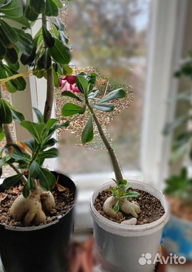 Комнатные цветы Адениумы (малиново-розовый)