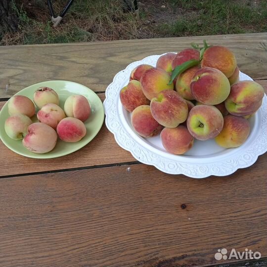 Саженцы персика