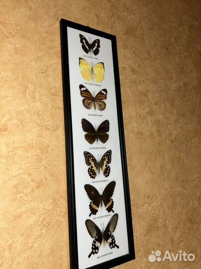 Картина бабочки