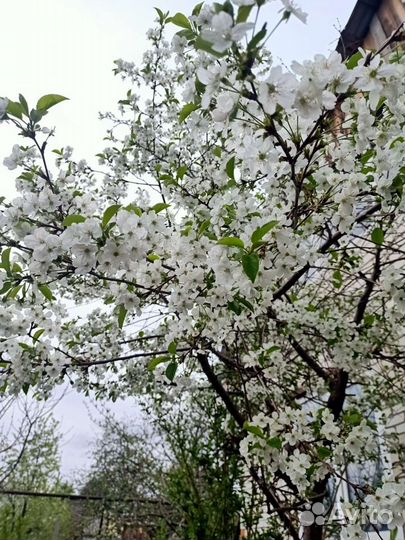 Марель-вишня саженцы