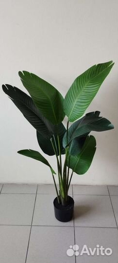 Банановое дерево матовое