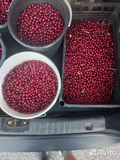 Вишня ягода свежая имеется в наличии