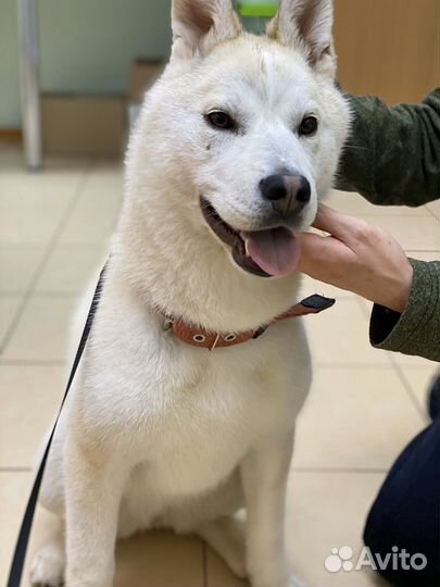 Собачка в добрые руки