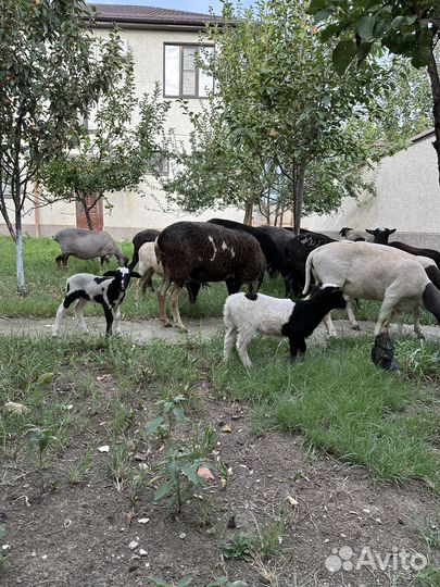 Продаются овцы