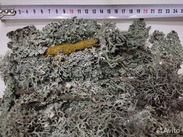 Лишайники/мох микс