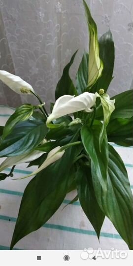 Спатифиллум шопен