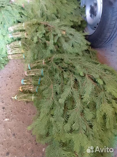 Веники пихта,кедр,можевельник