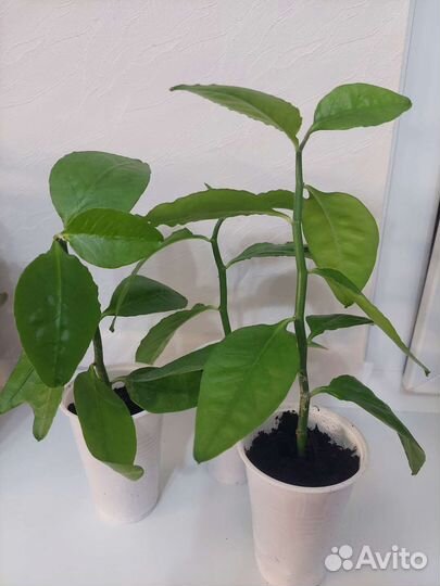 Педилантус