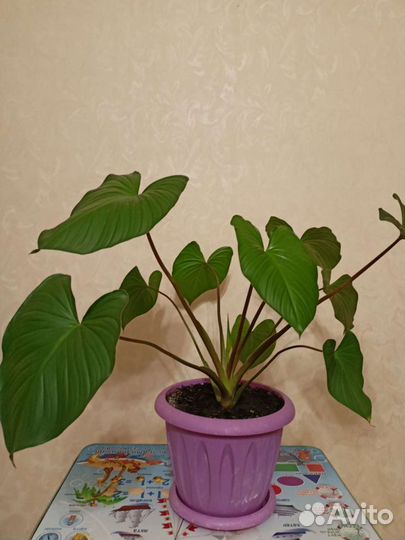 Хамаломена королева сердец шикарный цветок