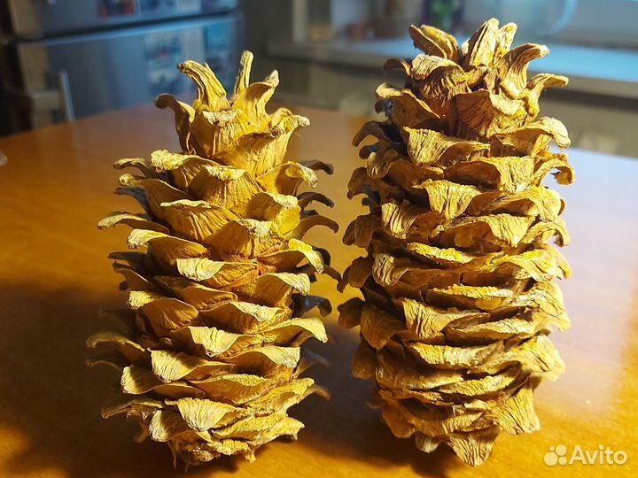 Шишка кедровая дальневосточная