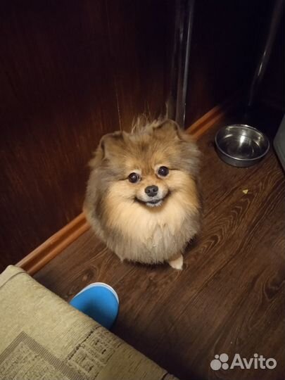 Немецкий шпиц