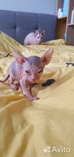 Донской сфинкс