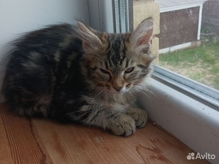 Отдам в добрые руки котенок крысолов