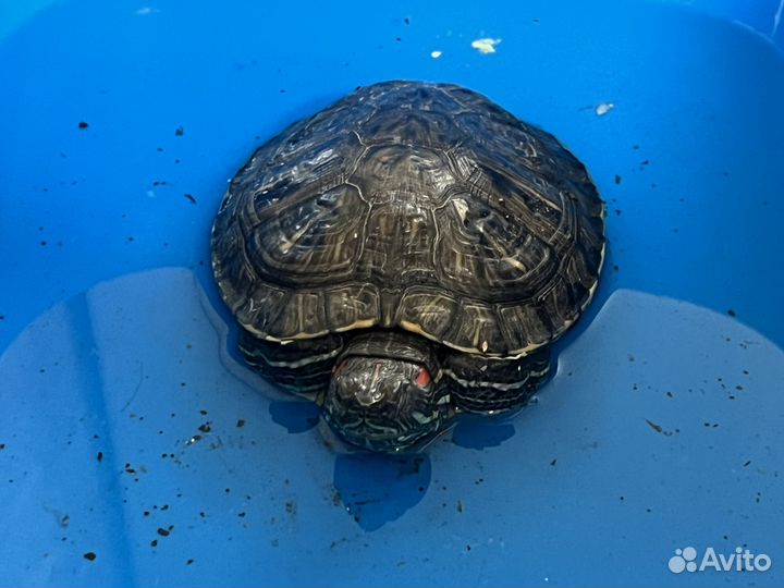 Красноухая черепаха