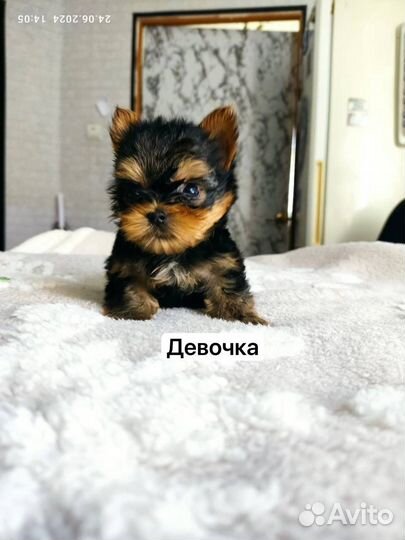 Йоркширский терьер щенки