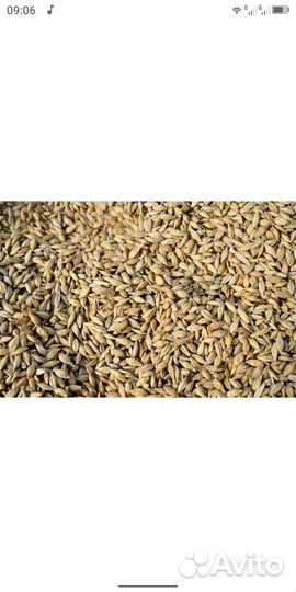 Ячмень, овес