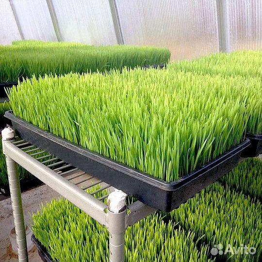 Витграсс - сок ростков