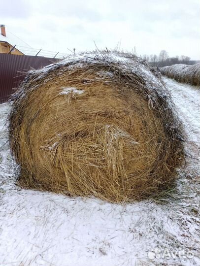 Продам сено в рулонах
