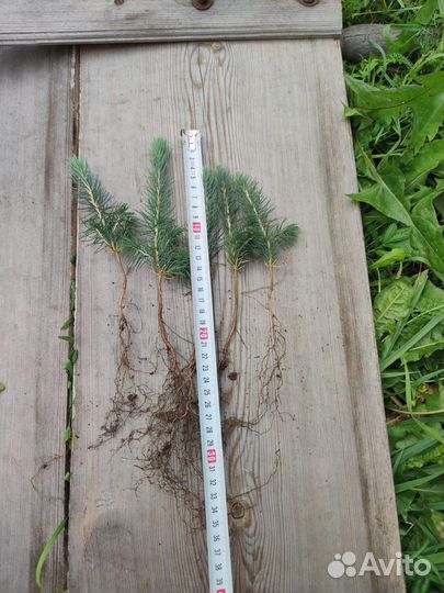 Голубая Ель саженцы сеянцы с окс