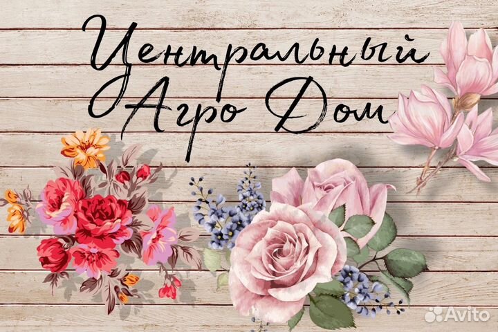 Чеснок сорт «Добрыня»