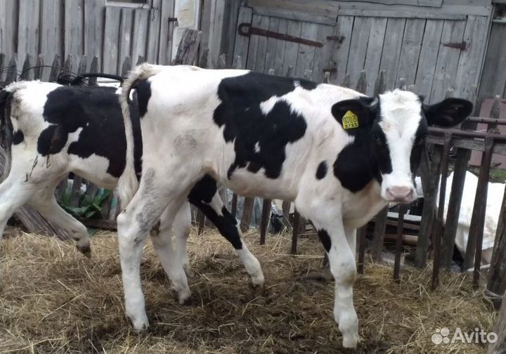 Бычки отпоенные