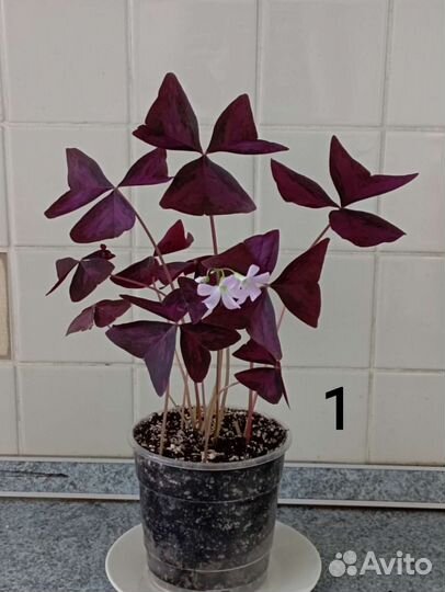 Оксалис (кислица)