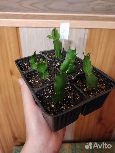 Декабрист Самба Бразил, и др, Рипсалидопсисы