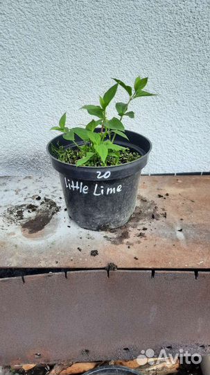 Гортензия метельчатая