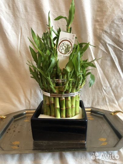 Бамбук Лаки