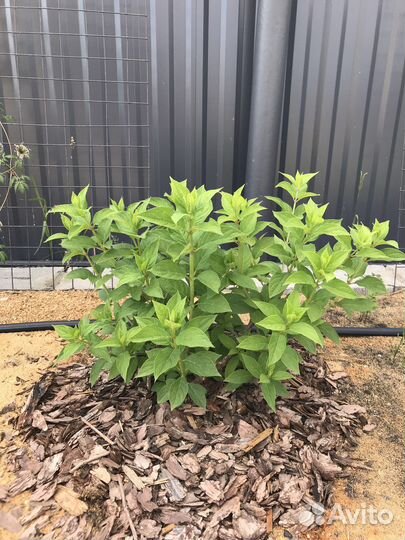 Гортензия метельчатая “Лаймлайт”