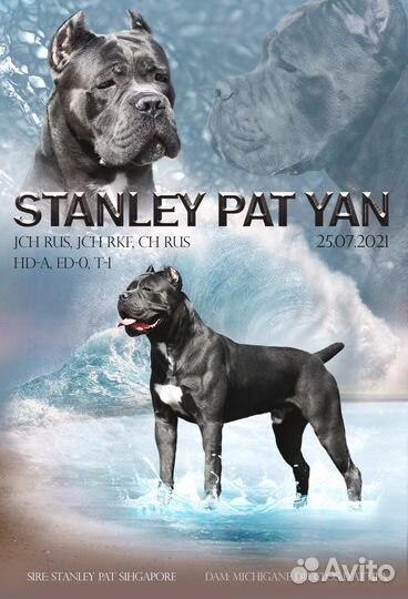 Презентация собаки