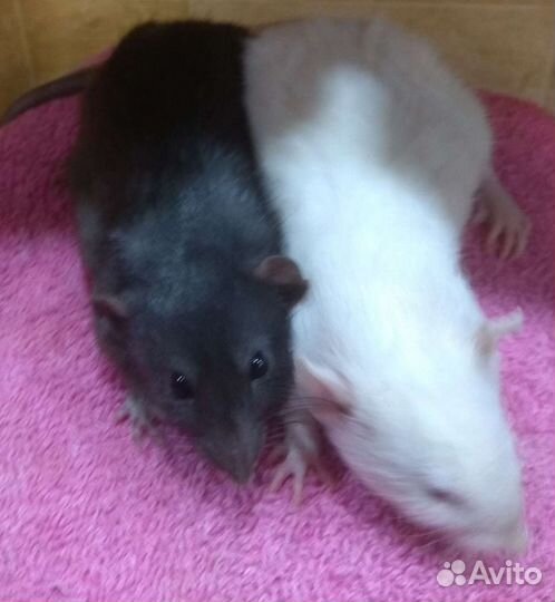 Малыши крысята Дамбо на подарки