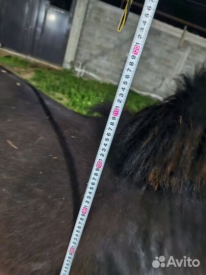 Лошадь пони