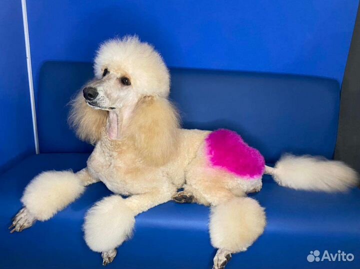 Стрижка животных