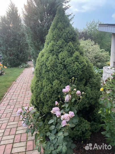 Саженцы ели канадской Коника