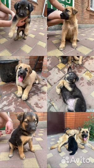 Щенки немецкой овчарки в добрые руки