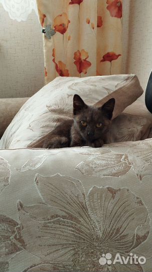 Котенок ищет дом