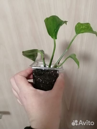 Эпипремнум Марбл Грин