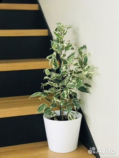 Цветы в горшке