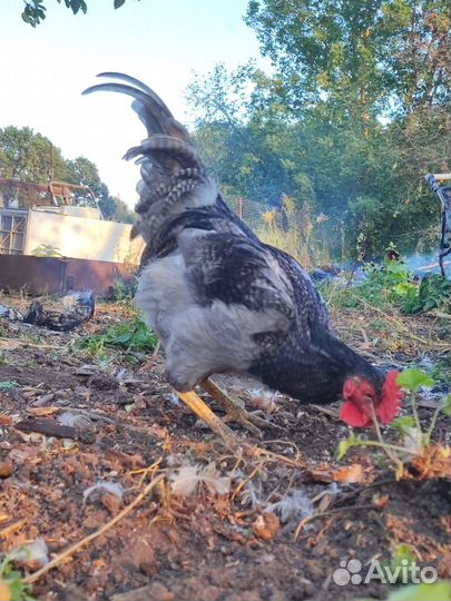 Молодые породистые петушки