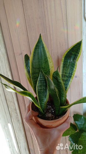 Сансевиерия лауренти