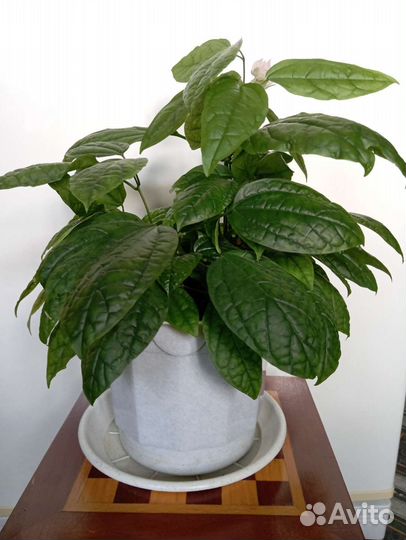 Мушмула, клеродендрум