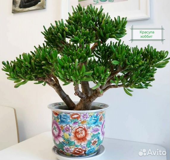 Суккуленты: Седум, Пахиверия, Эхеверия, Красула