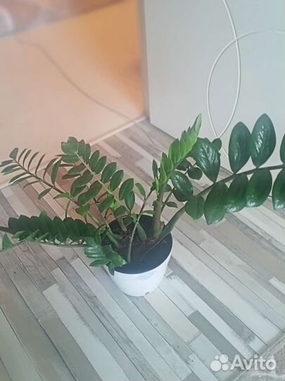 Замиокулькас