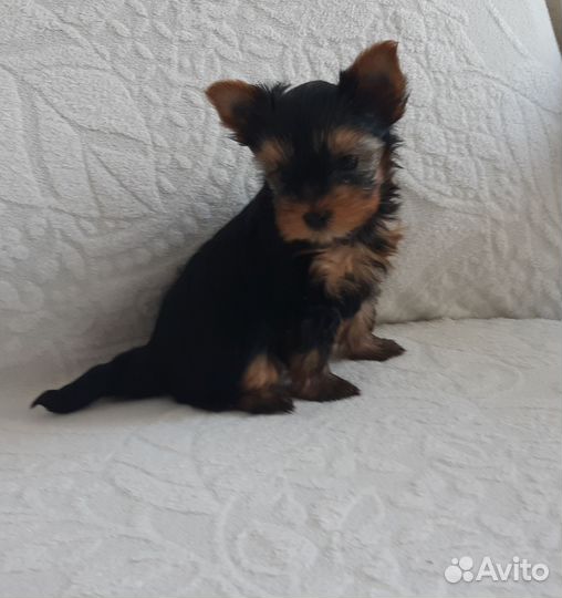 Йоркширский терьер мини щенки бейби фейс
