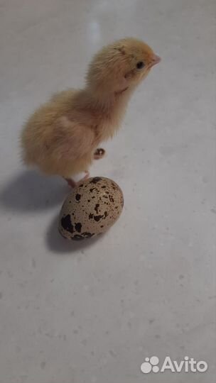 Перепела суточные