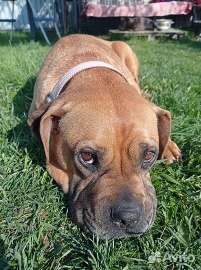 Бульдожка - спасеныш, бесплатно, из разведения