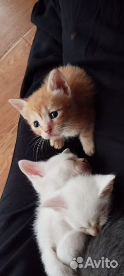 Котёнок в дар